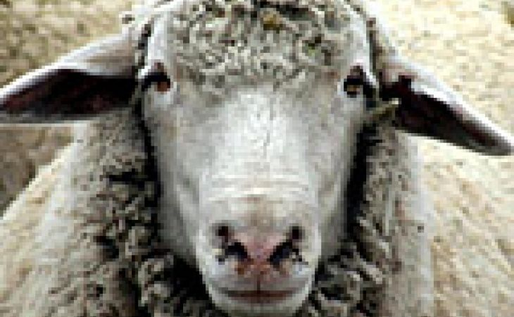 Оппозиция Барнаула выведет овцу на пикет в поддержку Олишевского