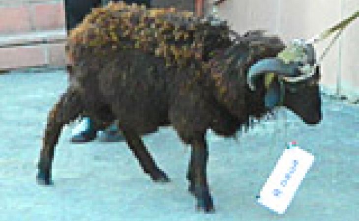 Пикет в Барнауле: задержание и овечка с табличкой "Я - овца"