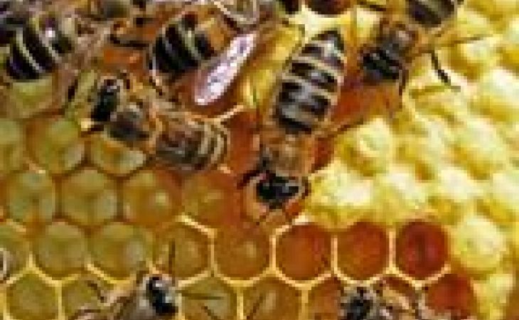 Пчеловодство Алтая находится на грани вымирания – депутат
