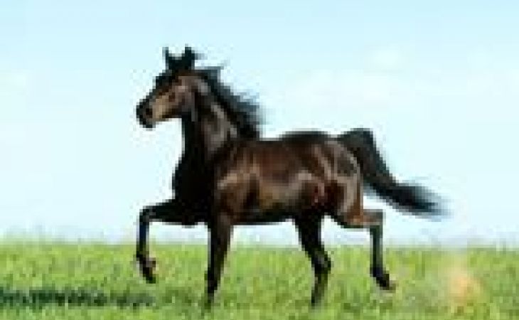 Табун похищенных лошадей нашли в Алтайском крае