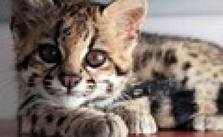 Неизвестный вид кошек обнаружили ученые в Бразилии