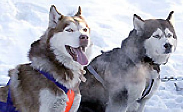 Гонки на собачьих упряжках в Барнауле под угрозой срыва