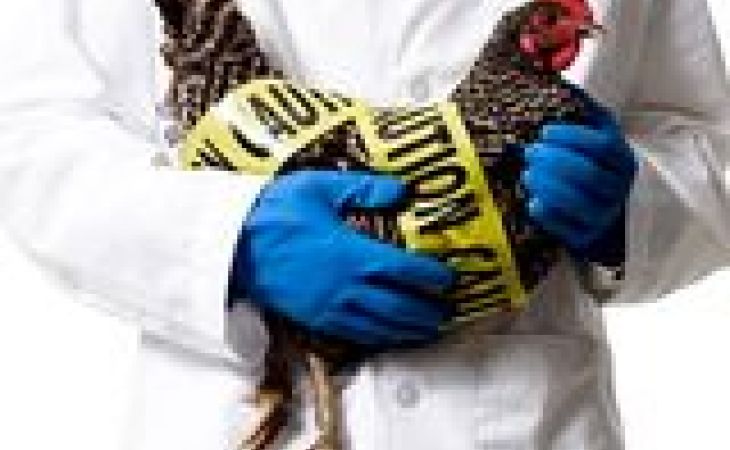 Роспотребнадзор предупредил россиян о риске заражения птичьим гриппом в Китае