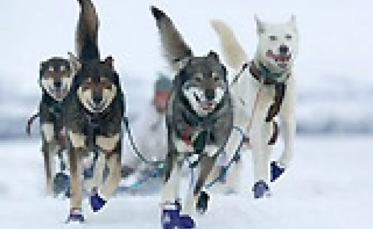 Более 200 собак стали участниками гонок "Стрела Ульгеня" на Алтае