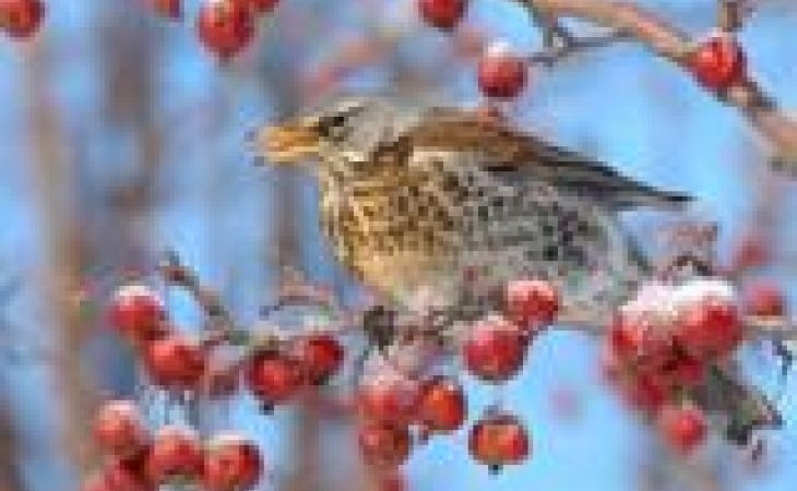 Опьяневшие от забродивших ягод птицы врезаются в здания и машины в Новосибирске