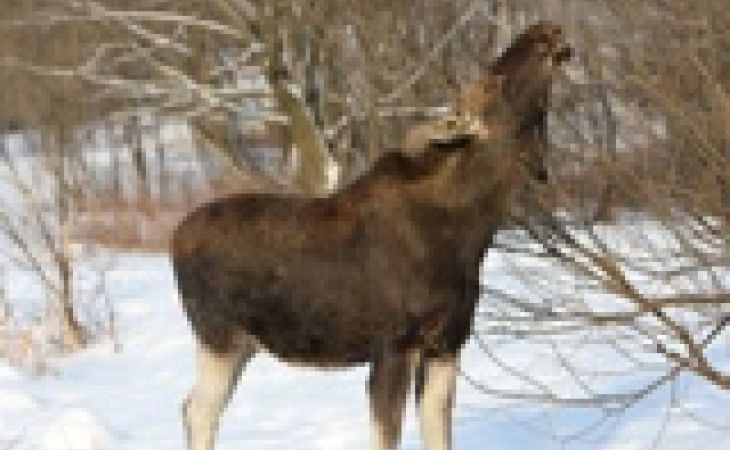 Уголовное дело заведено на браконьера, застрелившего лося на Алтае