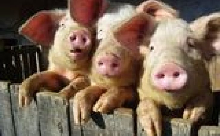 Россельхознадзор готов вернуть европейскую свинину обратно в ЕС из-за опасности вируса