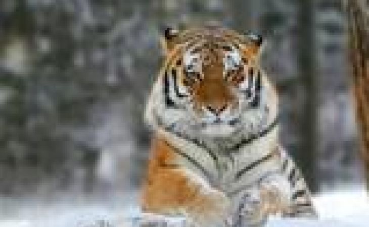 Раненого амурского тигра отправят на лечение в Хабаровск
