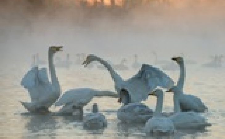 Лебеди на незамерзающем алтайском озере хорошо себя чувствуют в морозы