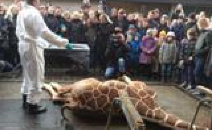 Жирафа Мариуса убили и скормили львам на глазах посетителей датского зоопарка