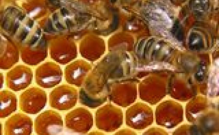 "Жириновцы" предложили ввести льготный налог на добавленную стоимость на мед
