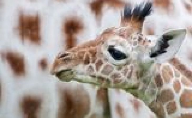 Рамзан Кадыров готов принять жирафа Мариуса, которого хотят убить в датском зоопарке