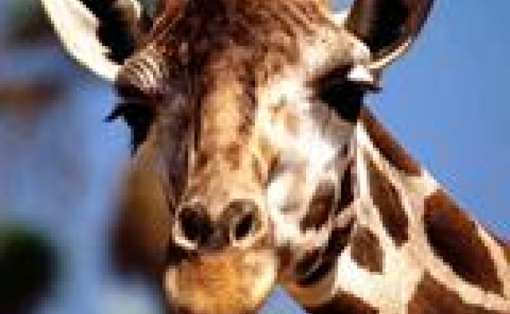 Жирафа Мариуса из датского зоопарка пообещали не усыплять