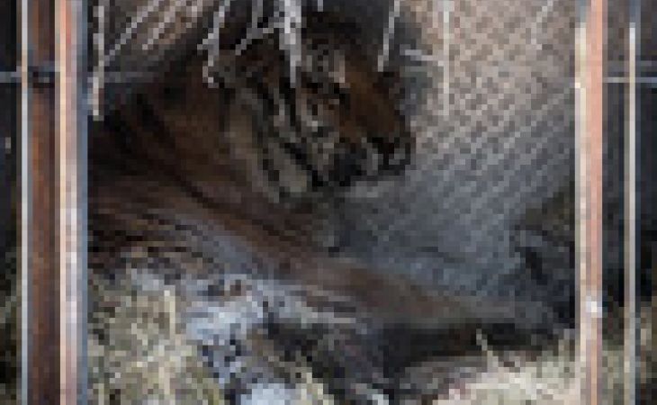 Тигр, найденный в Амурской области, умер в ночь на воскресенье