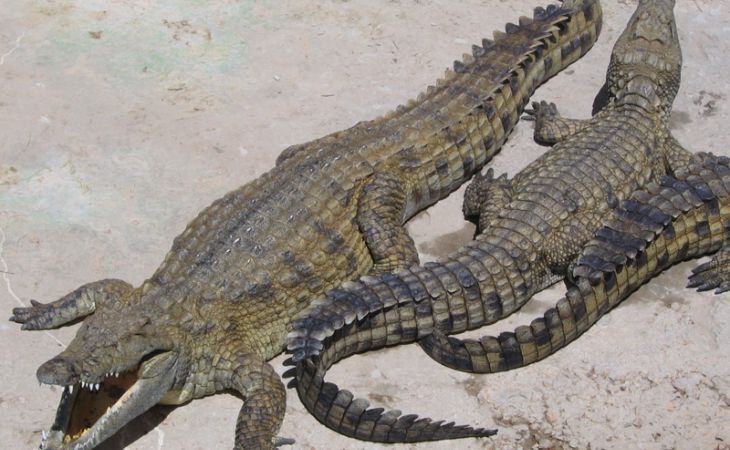 Полуметрового крокодила выбросили на помойку в Санкт-Петербурге
