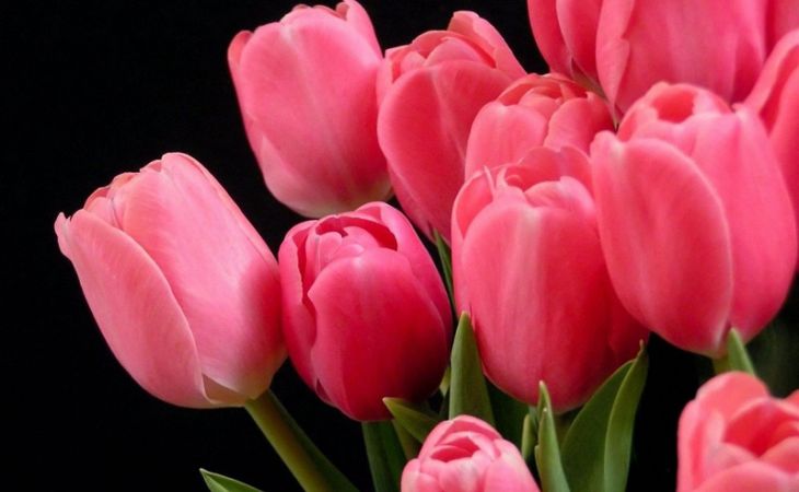 Стоимость тюльпанов в преддверии 8 Марта в Барнауле варьируется от 19 до 70 рублей