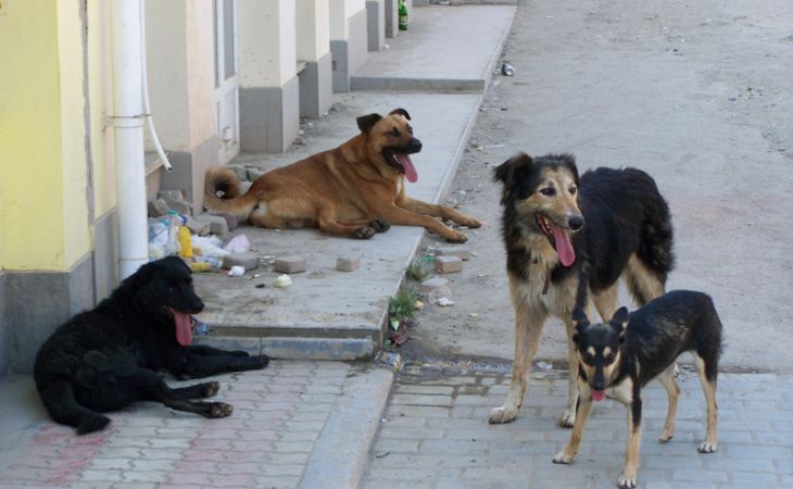 Стая собак напала на девятилетнего ребенка в Якутии