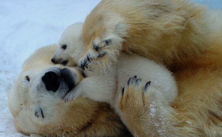 Британский таблоид заинтересовался белым медвежонком из Новосибирского зоопарка