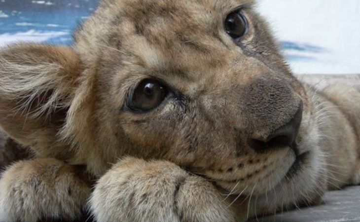 Сотрудники копенгагенского зоопарка, где был убит жираф, умертвили четырех львов