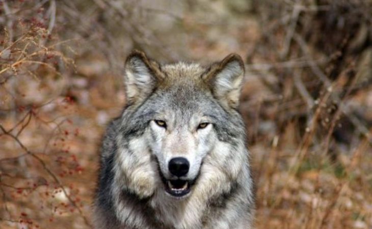Более тысячи волков планируют отстрелять на Алтае за год