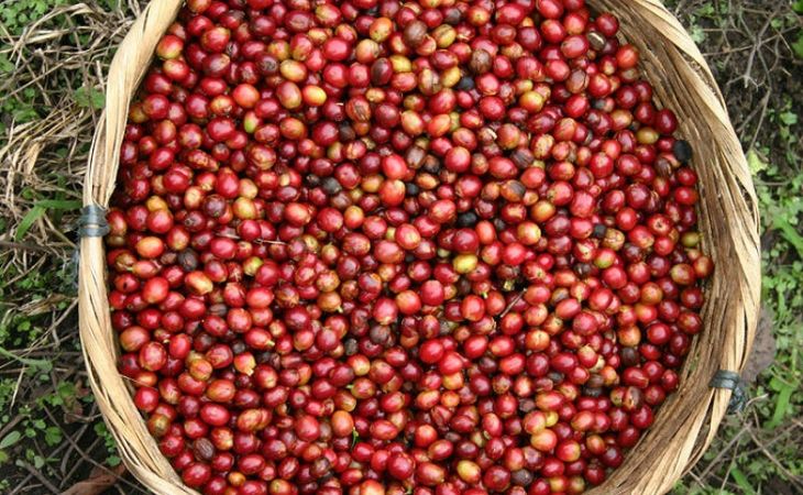 Кофе-маршрут создали в Никарагуа за десять миллионов евро
