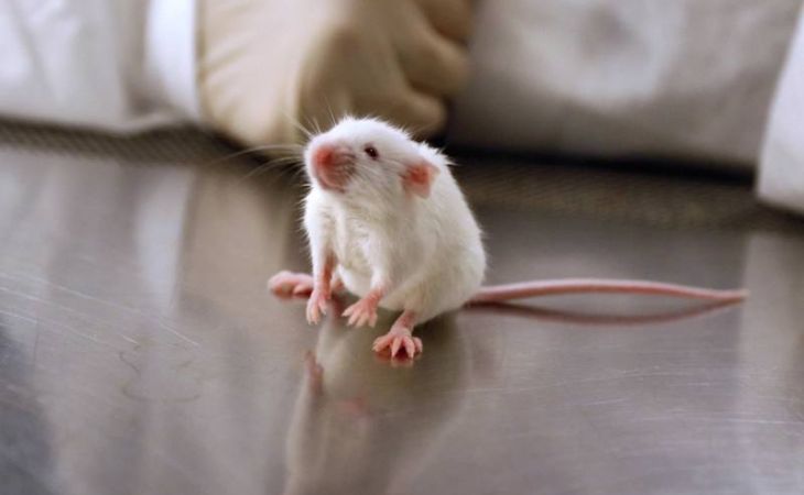 Алтайские ученые создают растение с геномом мыши
