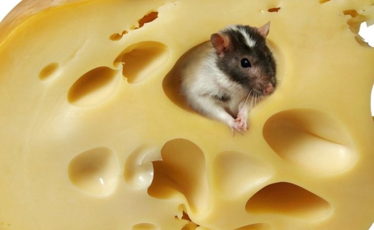 Роспотребнадзор запретил импорт украинских сыров на территорию России