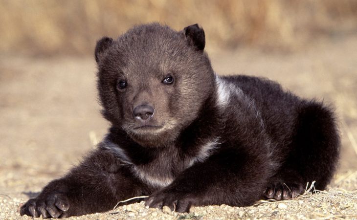 Работники швейцарского зоопарка усыпили трехмесячного медвежонка из-за депрессии