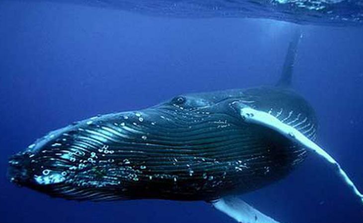 Массовая гибель синих китов зафиксирована во время ледохода у берегов Канады