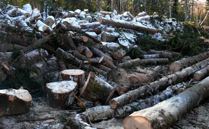 Александр Карлин не хочет замечать, как его приближенные уничтожают алтайский лес вопреки логике и закону?