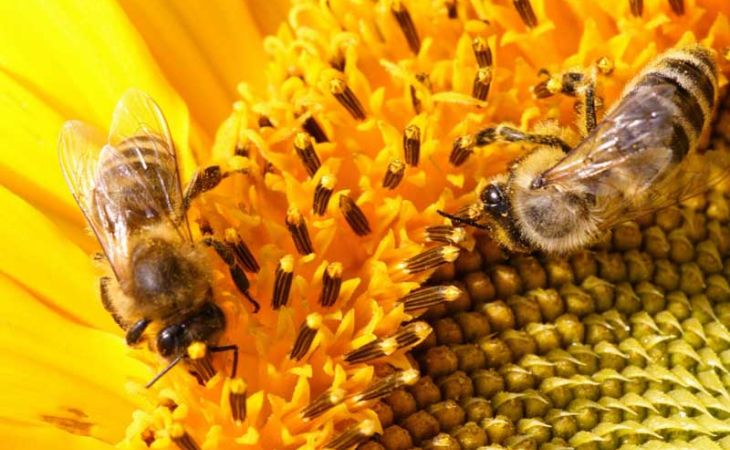 Пчелы на Алтае начали собирать мед из-за теплой весны раньше обычного