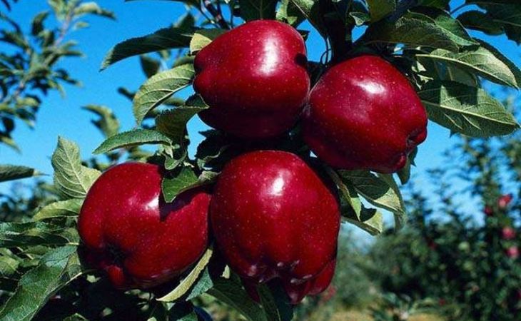 Россия может ввести запрет на поставки фруктов и овощей из Польши