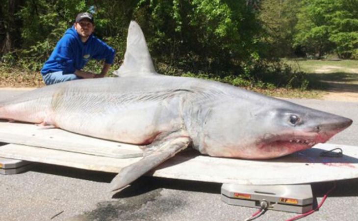Американец на удочку поймал акулу весом 365 килограммов
