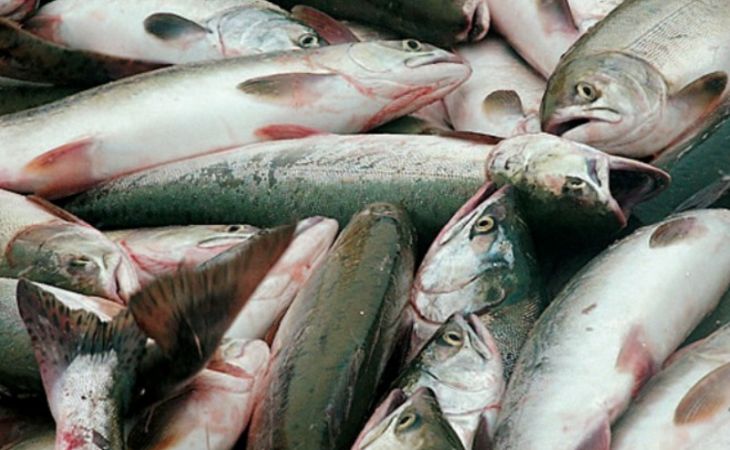 Департамент регулирования в сфере рыболовного хозяйства создан в Минсельхозе