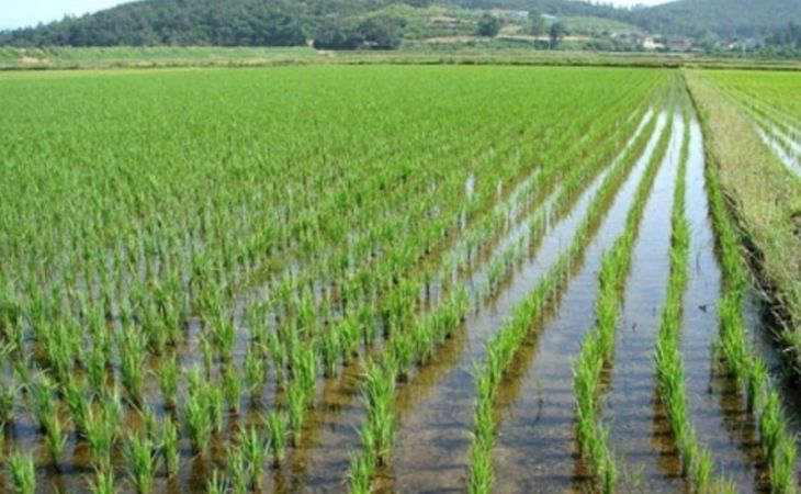 Недостаток воды погубил весь урожай риса в Крыму