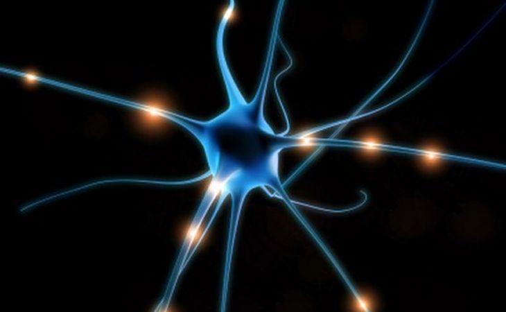 Нервные клетки восстанавливаются – ученые