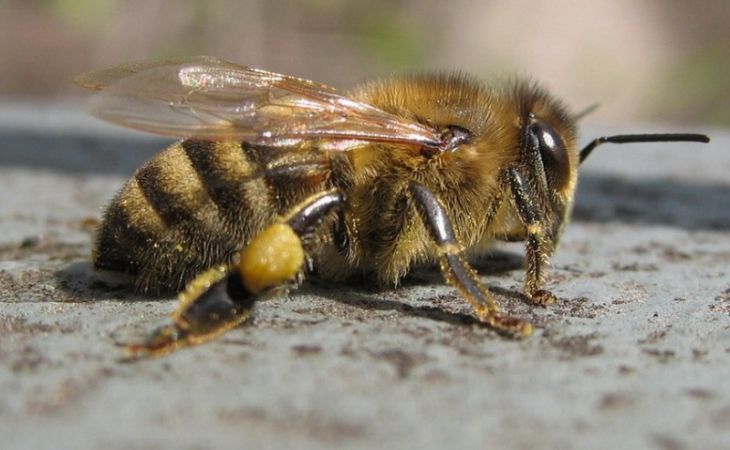 Миллионы пчел вырвались на волю после аварии на американской трассе