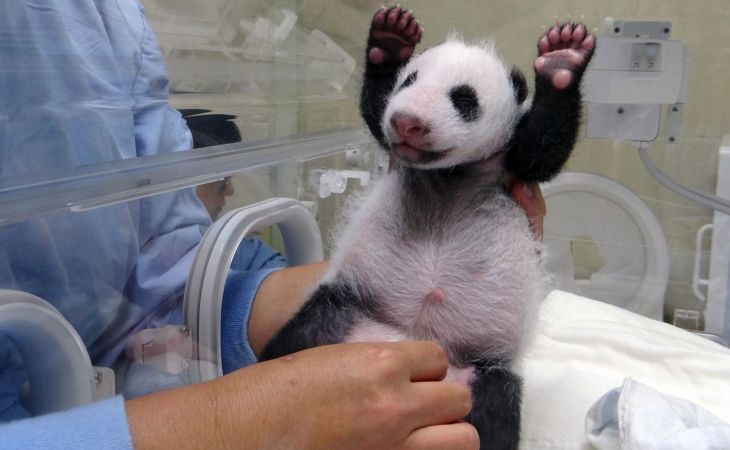 Первый в этом году детеныш белой панды родился в Китае