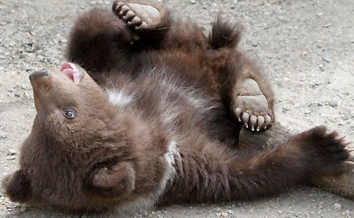 Медвежонка скормили ягуару на глазах у детей в зоопарке Казахстана