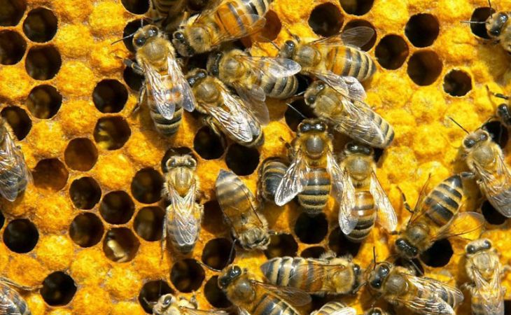 Карантин по заболеванию пчел снят в одном из районов Алтайского края