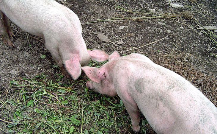 Уголовное дело возбуждено по факту вспышки ящура свиней в Приморье