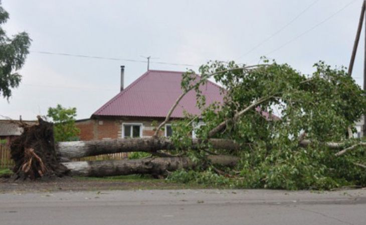 Ураган повалил деревья в селе Тюменцево, никто из жителей не пострадал