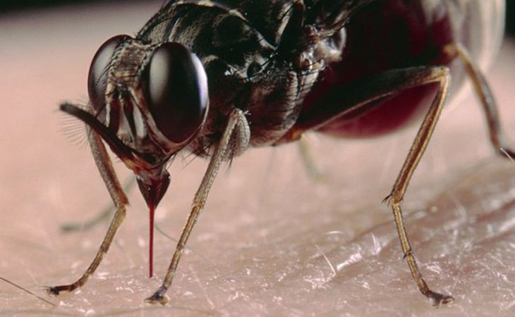 Нашествие комаров и мошек прогнозируют на Алтае