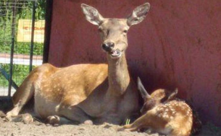 Детеныш–самец впервые родился в семействе благородных оленей в барнаульском зоопарке