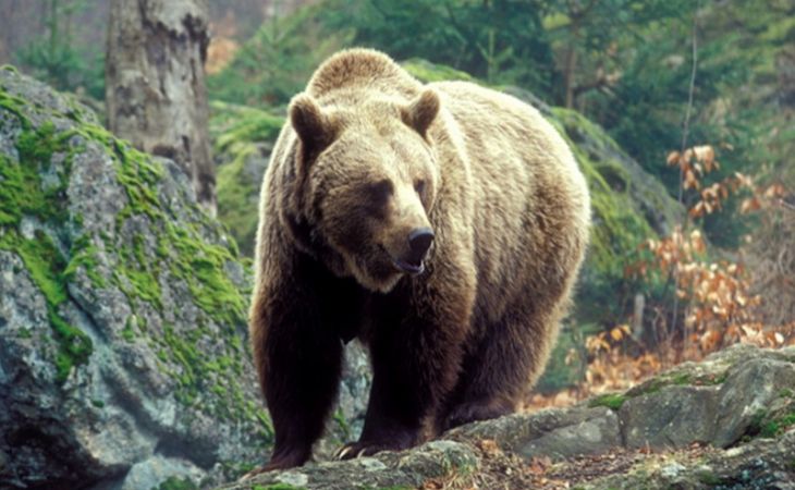 Наводнение привело к резкому увеличению медведей на Алтае