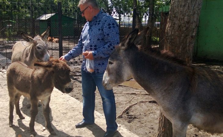 Семейство осликов появилось в барнаульском зоопарке