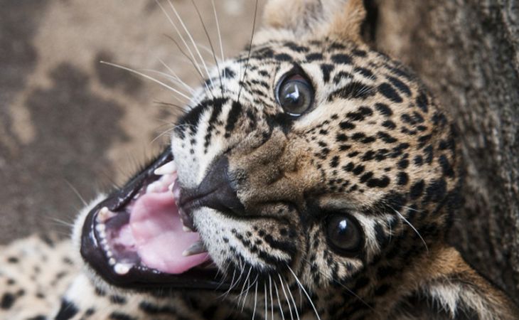 Ягуар сбежал из зоопарка в Болгарии, животное не смогли поймать и застрелили