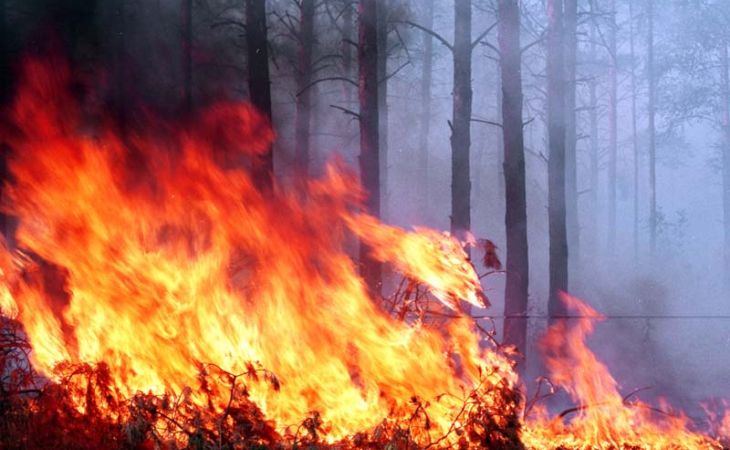 Более 12 тыс. га  леса горит в Сибири