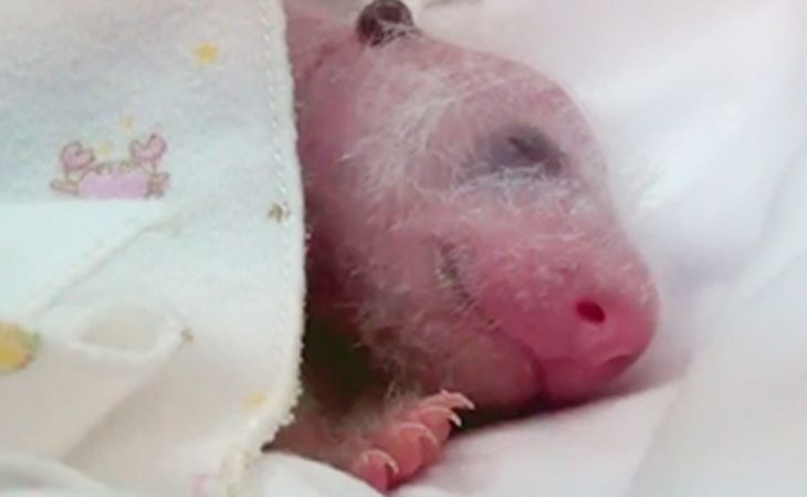 Панда впервые в мире родила тройню, все детеныши выжили