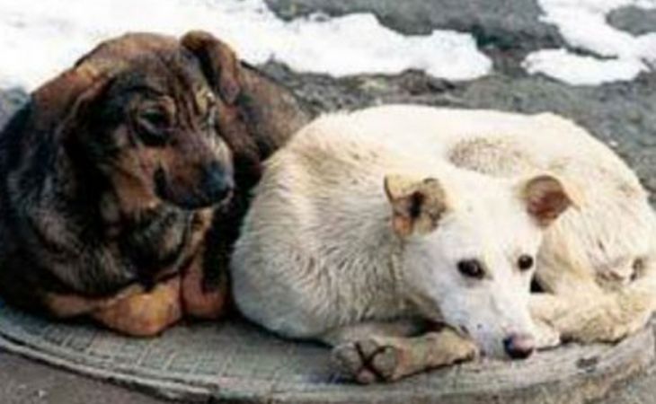 Подозреваемого в убийстве более тысячи собак задержали во Владивостоке